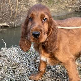 Irish Setters from Sunset Acres Setters