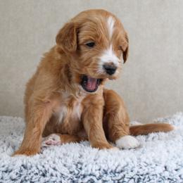 Coco - Red  female Goldendoodle puppy in Warsaw, Ohio from Lovabledoodles