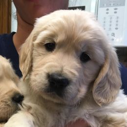 Golden Retriever and Labrador Retriever Puppies from Golden Hills Retrievers