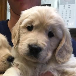 Golden Retriever and Labrador Retriever Puppies from Golden Hills Retrievers