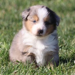 Thistle - Blue merle female Australian Shepherd puppy in Mount Sterling, Ohio from Northern Lights Working Dogs