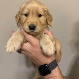 Golden Retriever Puppies from O’Shields Golden Paws