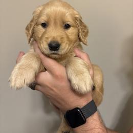 Golden Retriever Puppies from O’Shields Golden Paws
