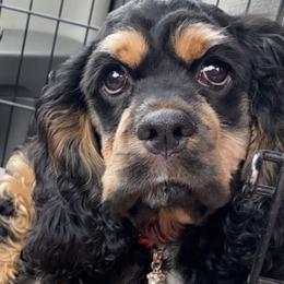 Hennessey - Cocker Spaniel