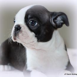Ruthie - Black brindle and white female Boston Terrier puppy in Winnsboro, Texas from JP Ranch Bulldogs