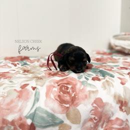 Parmesan - Black & tan female Maltipoo puppy in Huntsville, Texas from Nelson Creek Farms
