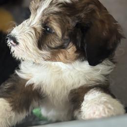 Bernedoodle, Cockapoo, and Goldendoodle Puppies from Avery Doodle Day LLC