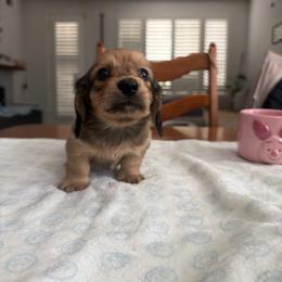 Milly - Cream female Dachshund puppy in Fairfield, California from Dawson Creek Doxies