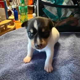 Ruby male 1 - White black and tan male Toy Fox Terrier puppy in Clermont, Florida from Debbie Hiles's Toy Fox Terriers
