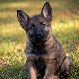 Red Collar - Sable female German Shepherd puppy in Casscoe, Arkansas from Crown H Shepherds