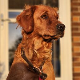 Tessa - Golden Retriever