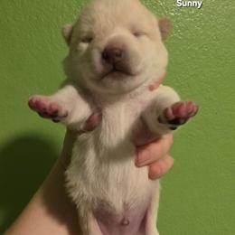 Sunny (boy 1) - Cream male Shiba Inu puppy in Denver, Colorado from Diamonds In The Ruff Boston Terriers