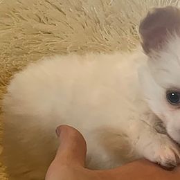 Chihuahuas from Shawneen's Chihuahuas