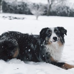 Miniature American Shepherds and Miniature Australian Shepherds from Kizmit Farmz
