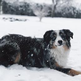 Miniature American Shepherds and Miniature Australian Shepherds from Kizmit Farmz