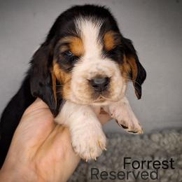 Forrest - Black brown and white male Basset Hound puppy in Mack's Creek, Missouri from Mack's Creek Basset Hounds