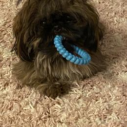 Shih Tzu Puppies from Margaret Szegda