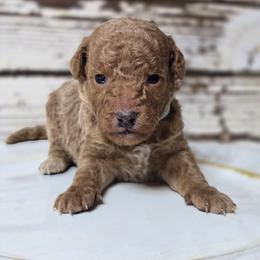 SAGE - Apricot male Goldendoodle puppy in Austin, Texas from Austin Doodles & Poodles