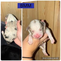 Ghost - Blue merle male Miniature Australian Shepherd puppy in Iota, Louisiana from Southern L Aussies