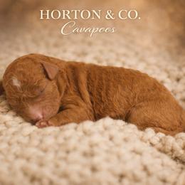 Daisy - Red female Cavapoo puppy in Theodore, Alabama from Horton & Co. Cavapoos