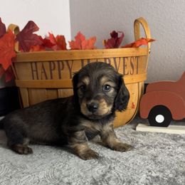 Max - Cream male Dachshund puppy in Gilbertsville, Kentucky from DeLaunes Dachshunds