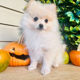 Casper - Cream male Pomeranian puppy in Buck Valley, Pennsylvania from Buck Valley Pomeranians