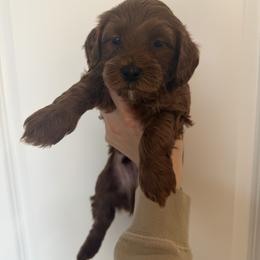 Blue boy - Red  male Goldendoodle puppy in Nampa, Idaho from Mar Doodles LLC
