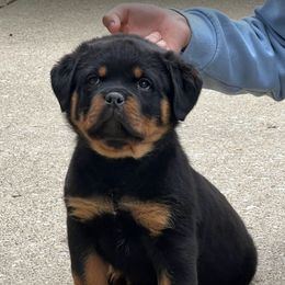 Pomsky, Rottweiler, Shetland Sheepdog, and Toy Shetland Sheepdog Puppies from Mountain High Kennels