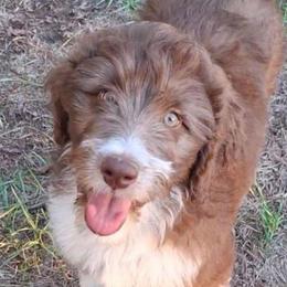 Seraphina - Brown and white female Aussiedoodle puppy in Grand Saline, Texas from Aussies Acre