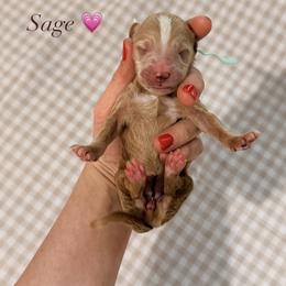 Sage - Apricot female Goldendoodle puppy in La Porte, Texas from B+C Doodles