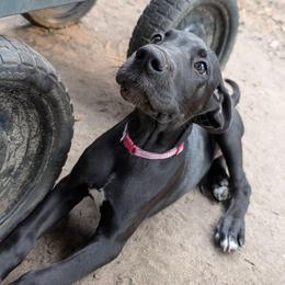 Galadriel - Blue female Great Dane puppy in Citra, Florida from AEW Farm