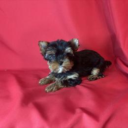 LB girl 1 pink - Blue and gold female Yorkshire Terrier puppy in Alburnett, Iowa from Hobbs Shire Yorkies