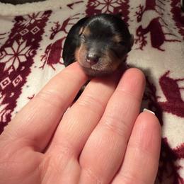 Stripe - Black and tan male Yorkshire Terrier puppy in Illinois from Pretty Little Yorkies