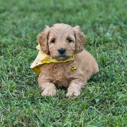 Pecan- Yellow Collar - Apricot female Goldendoodle puppy in Bonham, Texas from Happy Valley Puppies