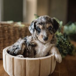 Ruby - Blue merle female Aussiedoodle puppy in Greensboro, North Carolina from Glendale Doodles