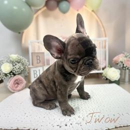 Jwow - Black and white female French Bulldog puppy in Hughesville, Maryland from Fox Run Farm