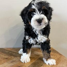 Hudson - Tri-color male Bernedoodle puppy in Horseshoe Bend, Idaho from Over the Moon Poodles and Doodles