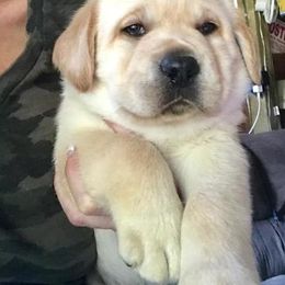 Labrador Retriever Puppies from Fairfax Pines English Labradors
