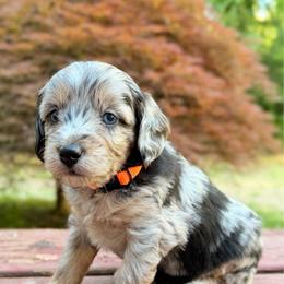 Fiesta - Blue merle female Aussiedoodle puppy in Mulino, Oregon from Korbella Farm