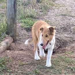 Girl 4 (Fuchsia) - Sable and white Collie puppy in Citra, Florida from Faith Rough Collie’s