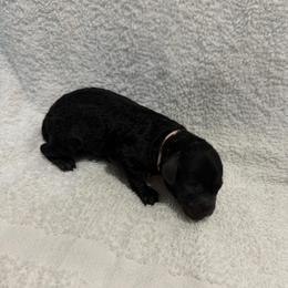 Princess - Pink - Black female Poodle puppy in Baytown, Texas from Charlotte & Co. Miniature Poodles
