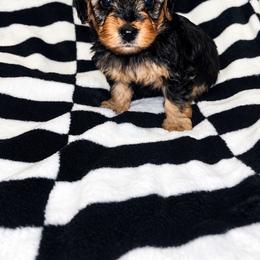Spanky - Black and tan male Yorkipoo puppy in Gastonia, North Carolina from Banks Dynasty Kennel