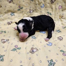 Bernedoodle and Goldendoodle Puppies from Doni Doodles