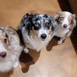Miniature Australian Shepherds from Kleiner Bauernhof Mini Aussies