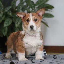 Joy - Sable female Pembroke Welsh Corgi puppy in Sugarcreek, Ohio from Admar Canines