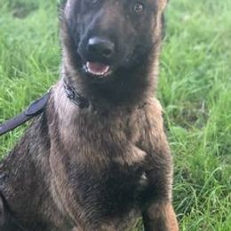 Belgian Malinois from Liberty Malinois