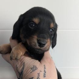 Ovanka - Red female Dachshund puppy in Barnard, Missouri from KB Doxies