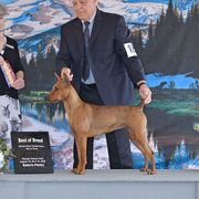 Whisper - German Pinscher