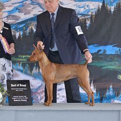 Whisper - German Pinscher