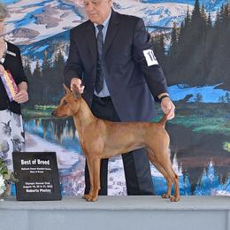 Whisper - German Pinscher